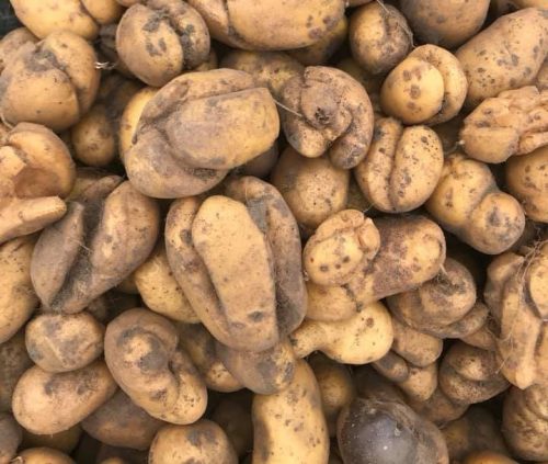 herkennen groeischeuren aardappel