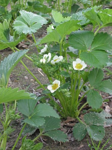 Recognize strawberry plant