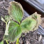 herkennen droogteschade aardbei