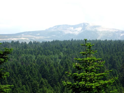 herkennen kerstboom Nordmann spar