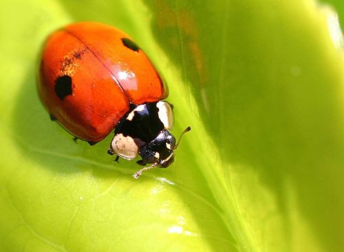 Tweestippilig lieveheersbeestje eet bladluizen