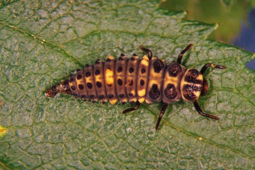 recognize larva Two Spotted Ladybird