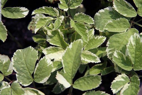 recognize garden variety ground elder