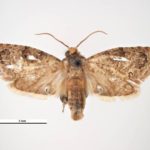 recognize False codling moth