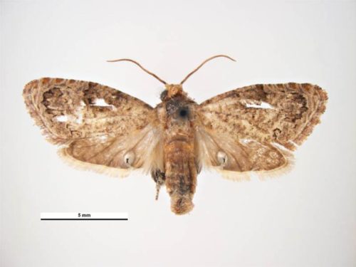 recognize False codling moth
