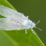 recognize whiteflies