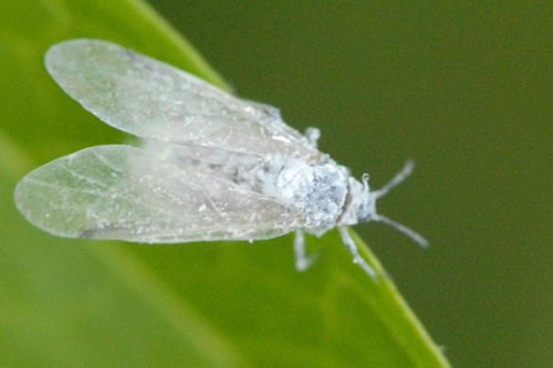recognize whiteflies