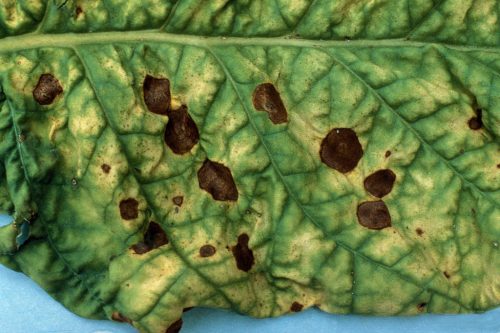 recognize fungal disease on plants