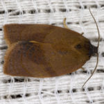 recognize carnation tortrix - a tortrix moth