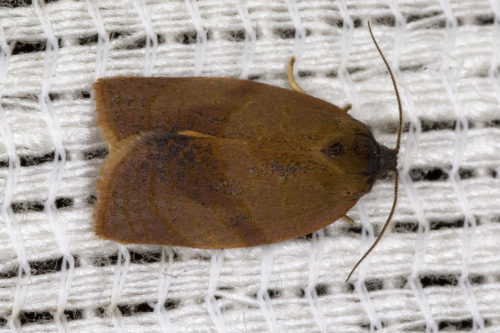 recognize carnation tortrix - a tortrix moth