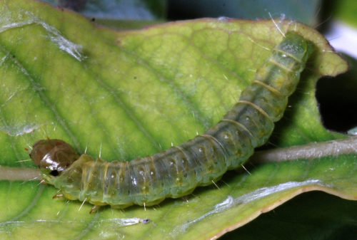 recognize Carnation tortrix larva