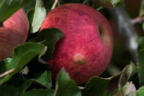 herkennen wrachtige verhogingen op apple