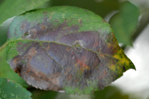 recognize apple scab on leafs (apple)