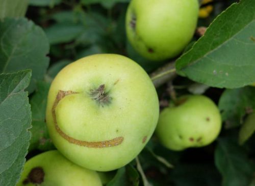 recognize damage by the larvae of the apple sawfly