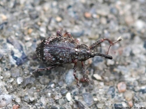recognize Apple Blossom Weevil