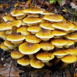 recognize Honey fungus