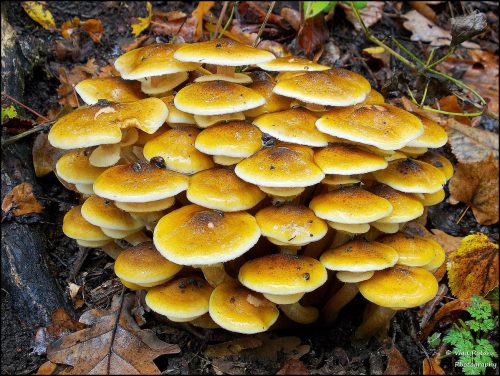 recognize Honey fungus