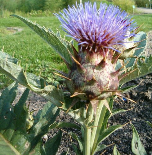 recognize artichoke