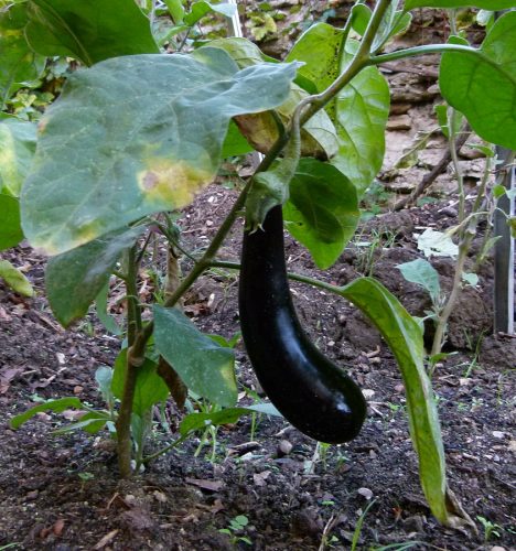 recognize an eggplant