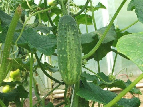 Recognize difference gherkin, cucumber and pickle