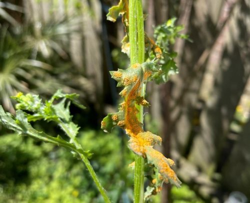 recognize Groundsel Crown Rust
