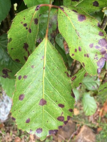 herkennen bacteriebrand (Xanthomonas campestris juglandis).