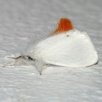 recognize Brown-tail moth