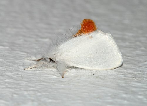 recognize Brown-tail moth