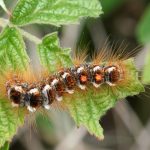 Recognize caterpillar of Brown-tail moth