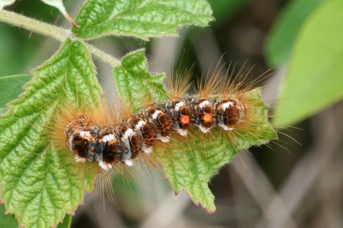 Recognize caterpillar of Brown-tail moth