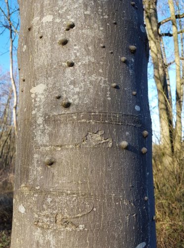 Recognize bark nodules