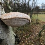 Recognize fungus on birch tree