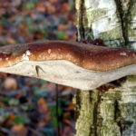 Recognize fungus on birch tree