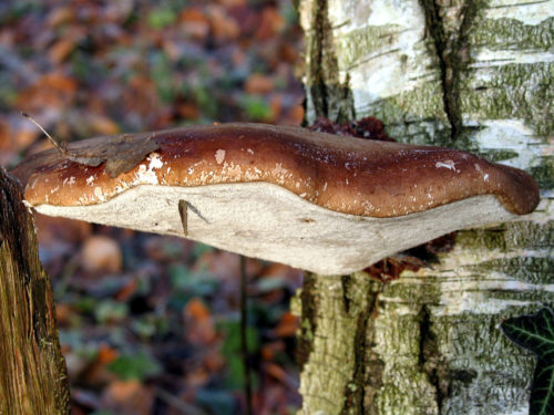 Recognize fungus on birch tree