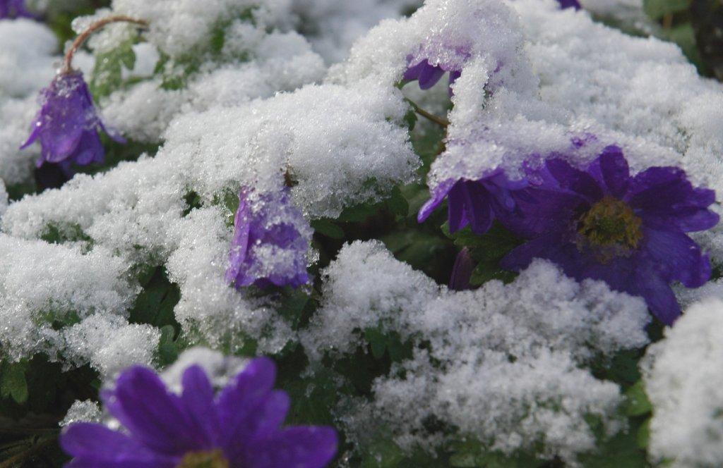 Bloemen overleven onder sneeuw