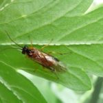 recognize the common gooseberry sawfly