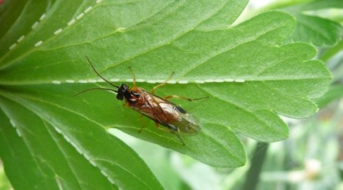 recognize the common gooseberry sawfly