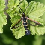 herkennen plaaginsect bessenglasvlinder