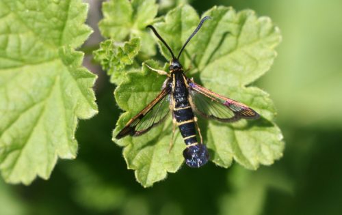 recognize the currant clearwing