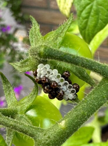 recognize eggs and nymps hairy shieldbug