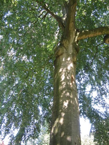 recognize tree: beech