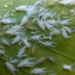 recognize Woolly beech aphid
