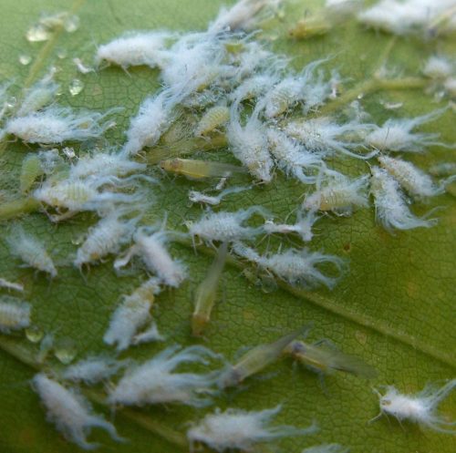 recognize Woolly beech aphid