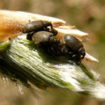 recognize a species of weevil