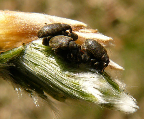 recognize a species of weevil