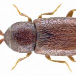 recognize pygmy beetle