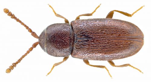 recognize pygmy beetle