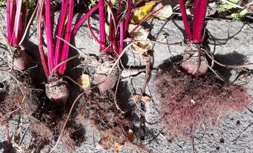 recognize damage in beets by beet cyst eelworm