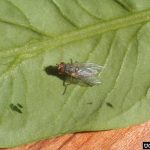 recognize the beet leafminer