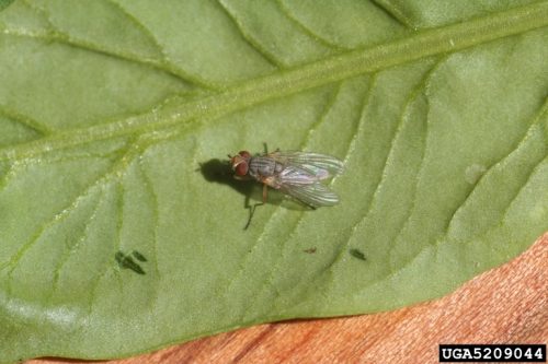 recognize the beet leafminer